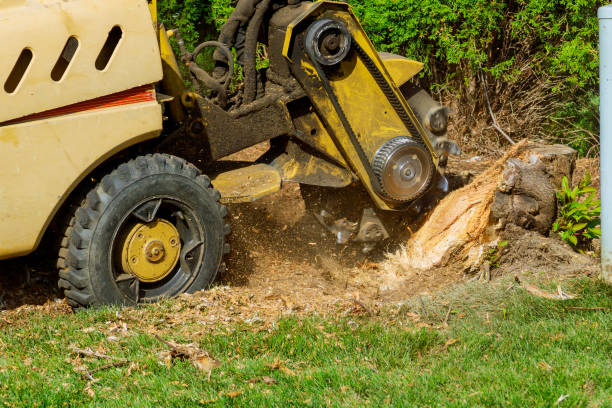 Best Palm Tree Trimming  in Midwest City, OK